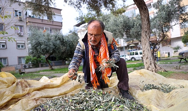 Buca’da zeytin hasadı zamanı görseli