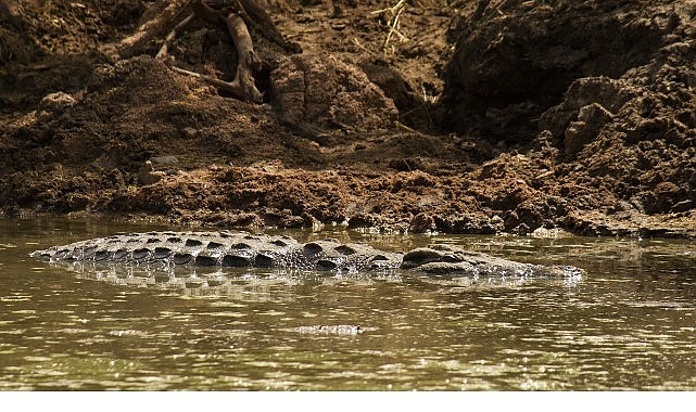 ‘Timsah Savaşları: Grumeti ve Mara’, 26 Ekim Pazar 20.00’de National Geographic WILD Ekranlarında! görseli