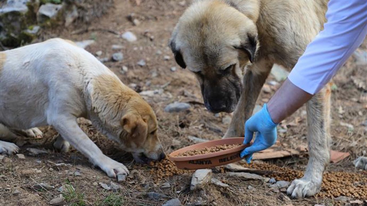 İzmir’de hayvan katliamı: 10 köpek ve 5 kedi zehirlenerek öldürüldü görseli