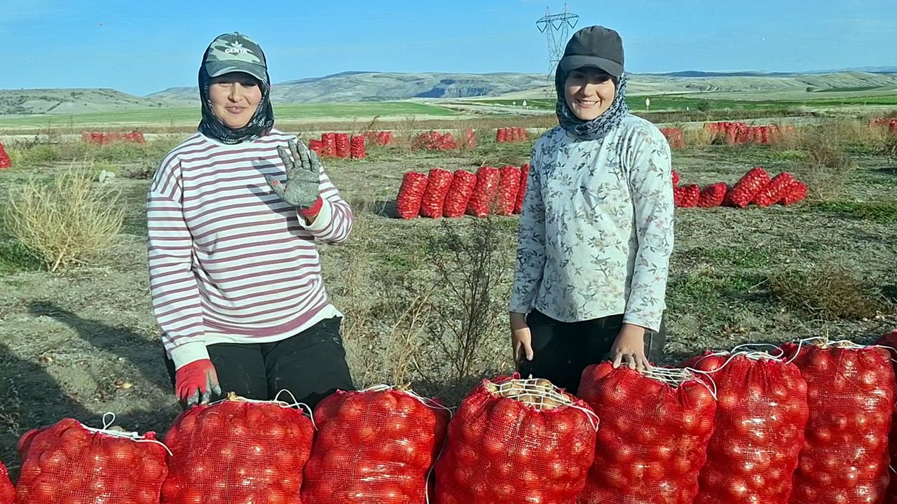 Beypazarı’nda soğan üreticisi tarlada 5 TL ile geçim derdinde görseli