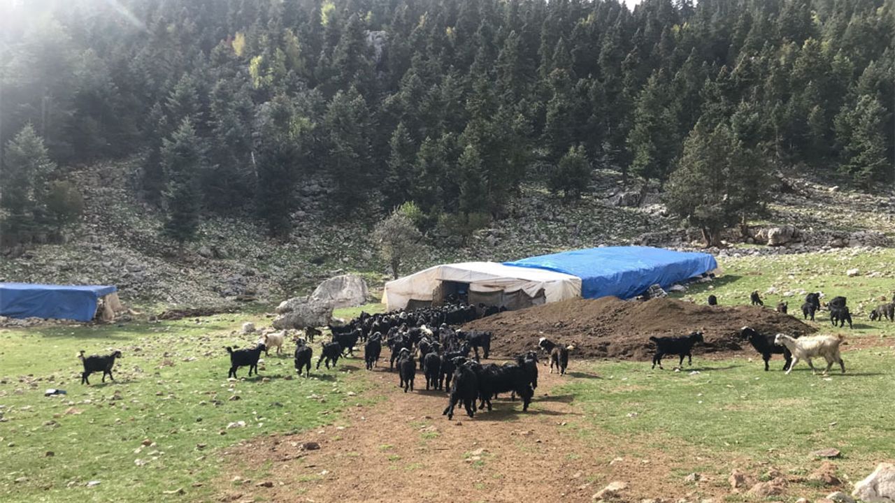 Havalar soğudu, yörüklerin dönüş yolculuğu başladı görseli