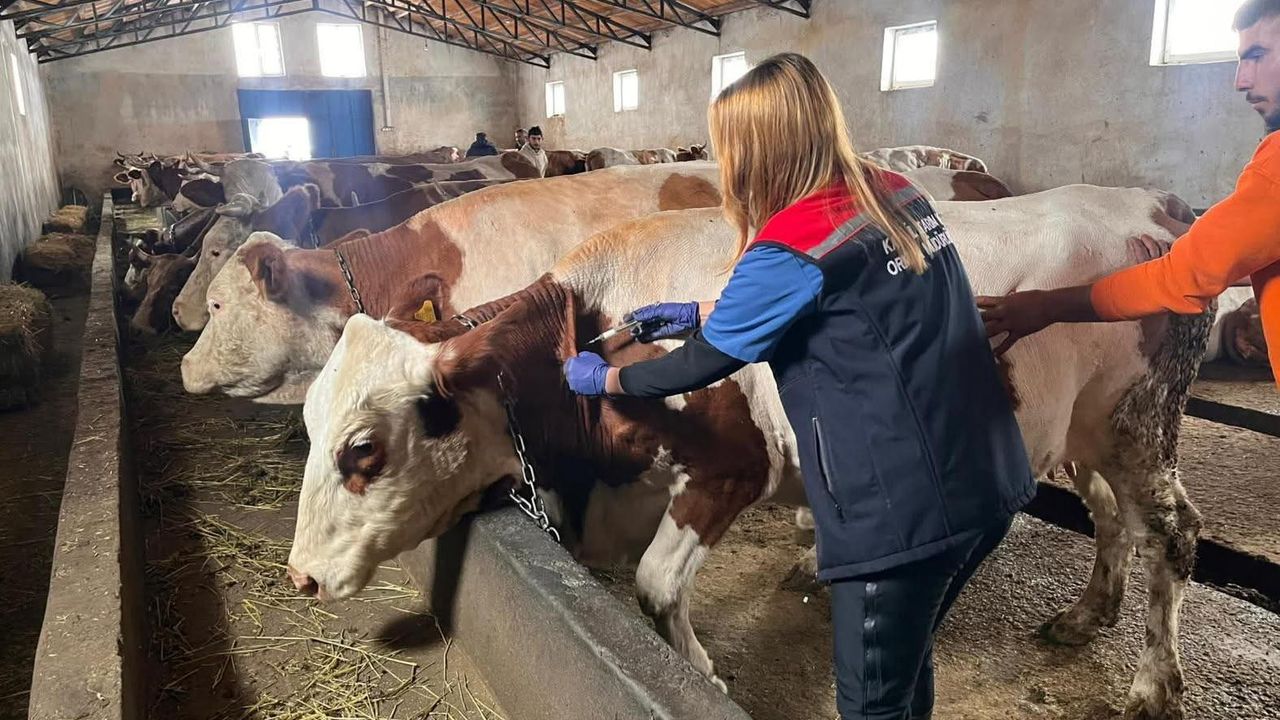 Kars’ta Buzağı kayıplarına karşı septisemi aşısı seferberliği sürüyor görseli