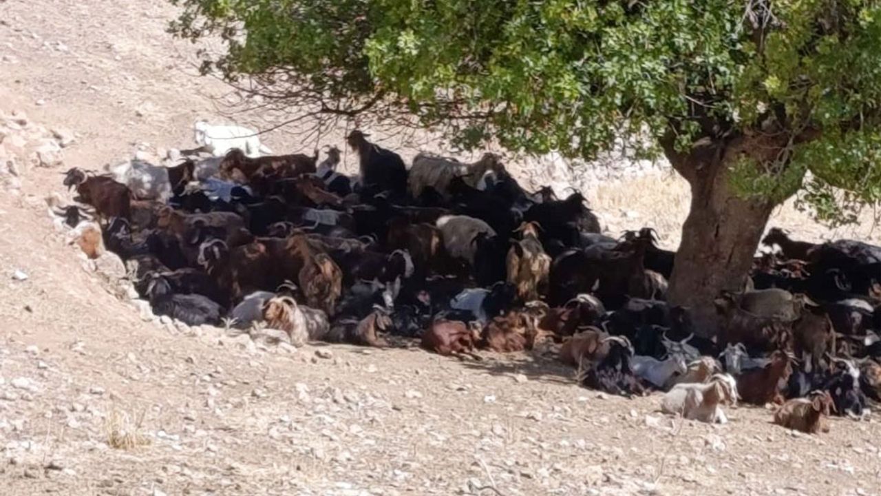 Batman’da kavurucu sıcaklar hayvanları vuruyor: Su ve gölge mücadelesi görseli