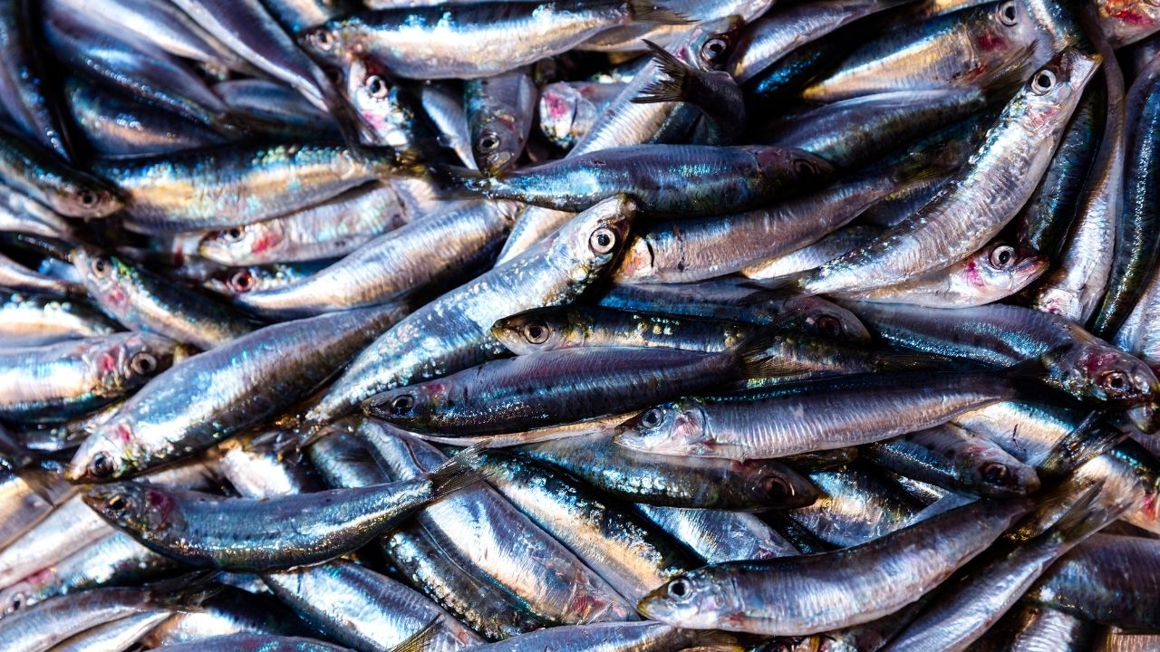 Karadeniz’de hamsi bereketi: Ordulu balıkçılar limana dolu ağlarla döndü görseli