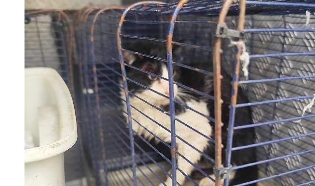 Ağva Deresi’nde mahsur kalan kedi kurtarıldı görseli
