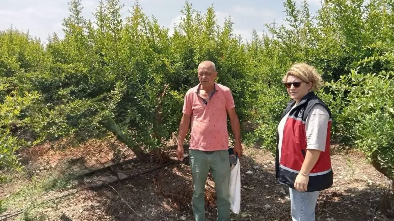 Serik’te nar bahçelerinde biyolojik mücadele öncesi inceleme görseli