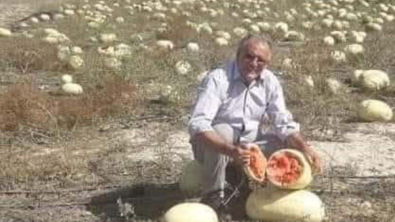 Dağ domuzu yerliyi seçti: Hayvanlar bile ithal tohumu yemiyor görseli