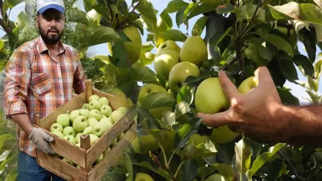 Isparta’da Elma hasadı başladı görseli