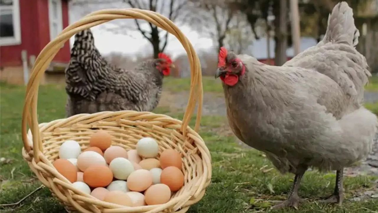 Tavuk eti üretimi artarken yumurta azaldı görseli
