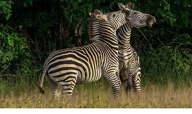 ‘Nehirde Yaşam Mücadelesi’ 2 Ağustos Cumartesi 20.00’de National Geographic WILD Ekranlarında İzleyicilerle Buluşuyor! görseli