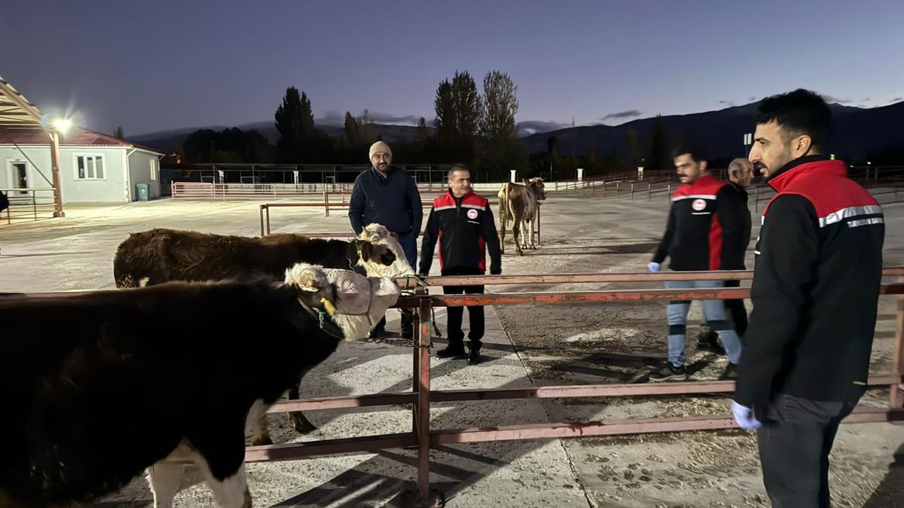 Erzincan Canlı Hayvan pazarı açıldı görseli