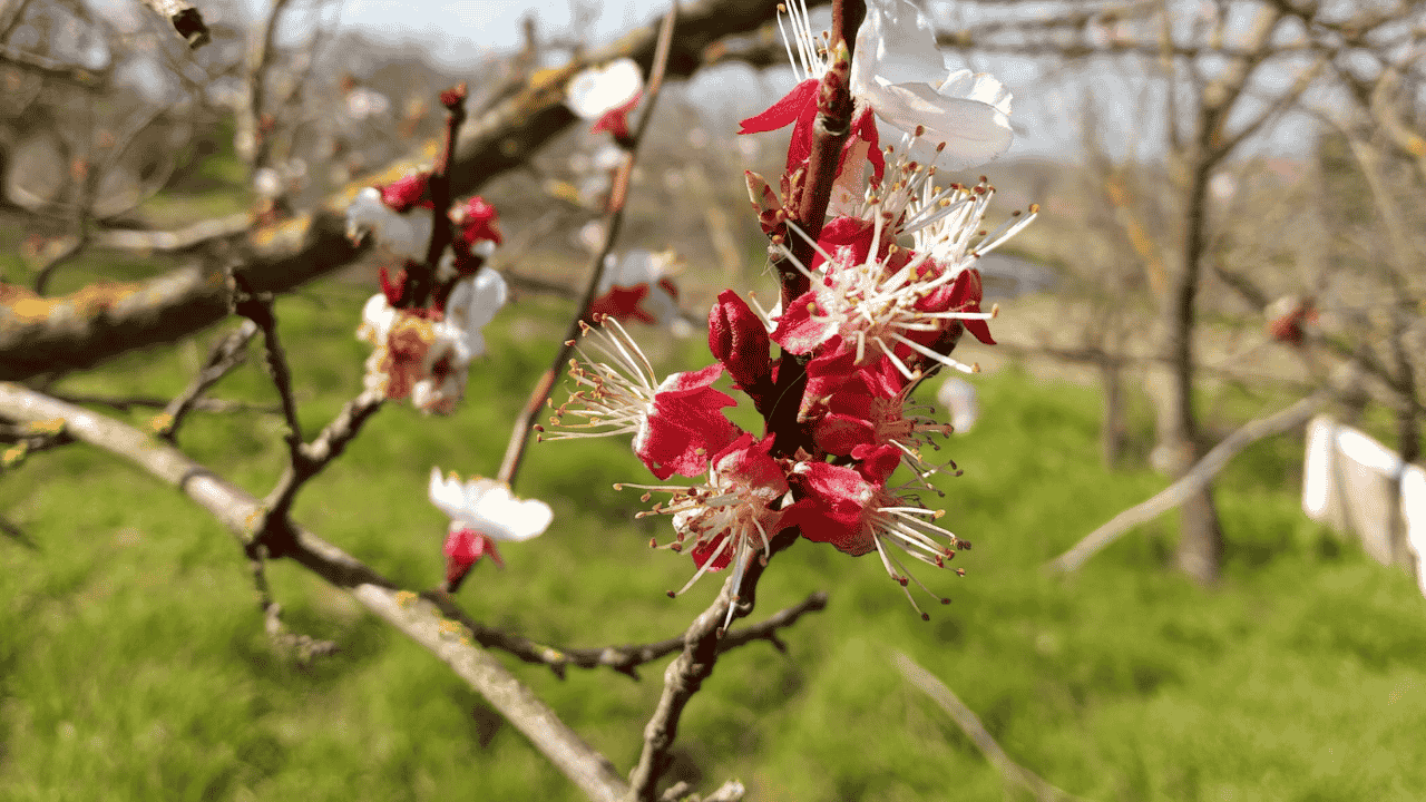 Azerbaycan Türklerinde Nevruz Geleneği Nasıl Kutlanır? görseli