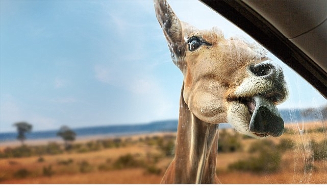 Yeni Seri ‘Vahşi Türden Yakınlaşmalar’, 3 Eylül Çarşamba 20.00’de İki Bölümüyle National Geographic WILD Ekranlarında İzleyicilerle Buluşuyor! görseli
