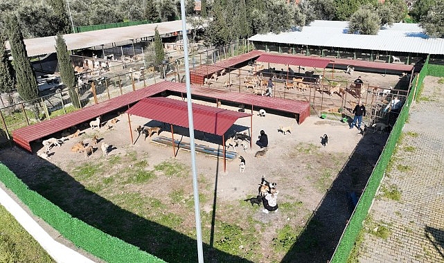 Burhaniye Belediyesi, Can Dostları Sıcak Yuvalarla Buluşturuyor görseli