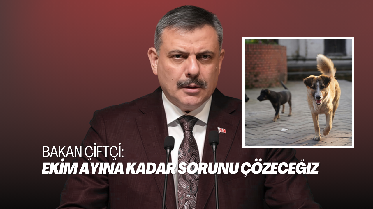 İçişleri Bakanı’ndan Sokak Hayvanları Açıklaması: “Ekim'e Kadar Sorunu Çözeceğiz” görseli