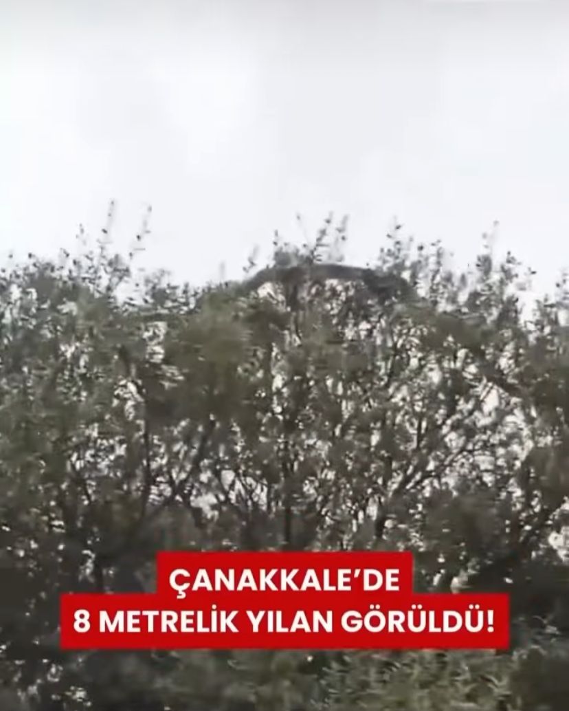 Çanakkale’de 8 Metrelik Yılan Görüldü! görseli