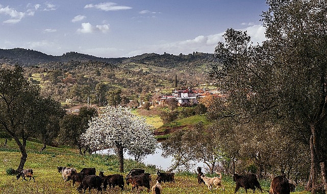 Seferihisar Orhanlı Köyü’nde Zeytin Hasadı Festivaline davetlisiniz. görseli
