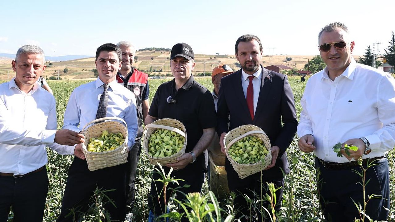 Amasya'nın çeyrek altını "çiçek bamyası" hasadı başladı görseli