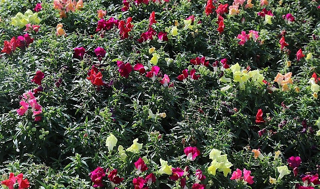 Antalya’da 4 milyon çiçek toprakla buluşuyor görseli