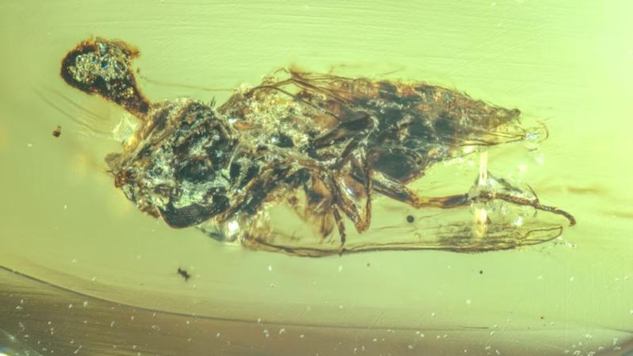 99 milyon yıllık kehribarda “zombi mantar” izleri: Dinozor çağından kalma parazitler keşfedildi görseli