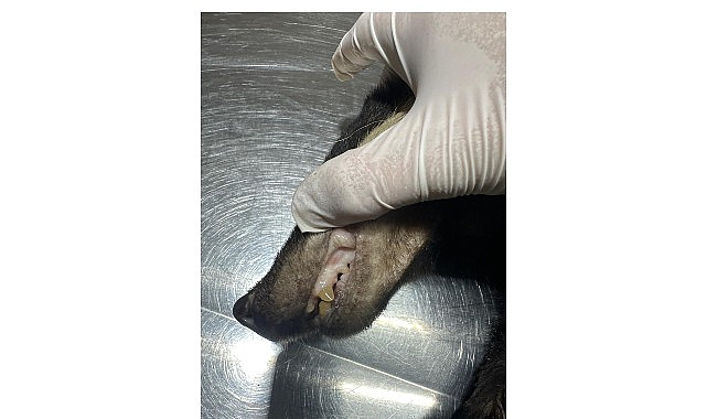 Kuzdere’de bulunan porsuk tedavi altına alındı görseli