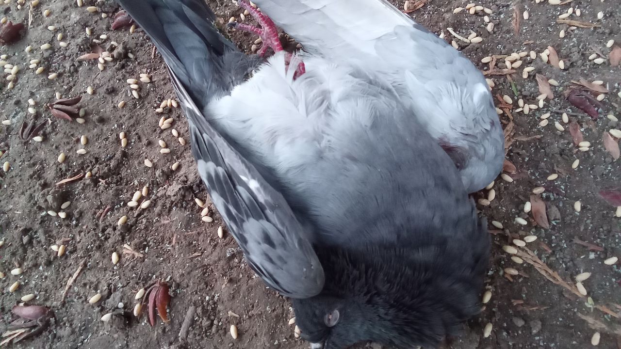 Küçük Lara’nın dikkati, yaralı güvercini hayata bağladı görseli