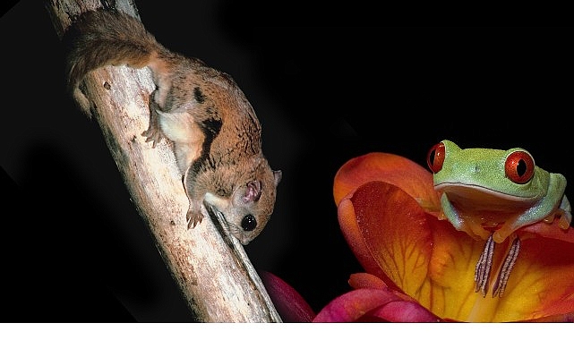 3 Bölümden Oluşan ‘Doğanın En Tuhafları’, 18 Ocak Pazar 20.00’de İlk İki Bölümüyle National Geographic WILD Ekranlarında! görseli