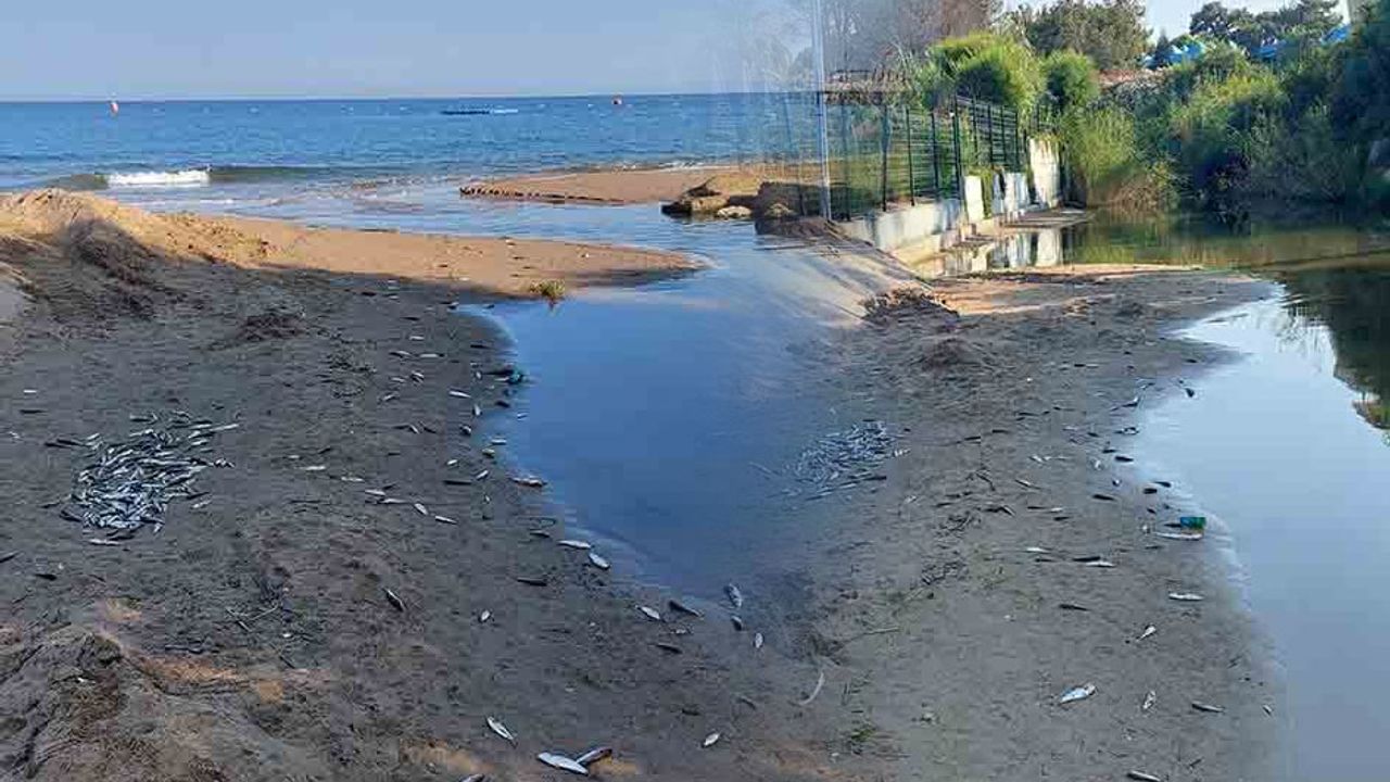 Manavgat'ta acısu kanalında toplu balık ölümleri: Kimyasal atık şüphesi görseli