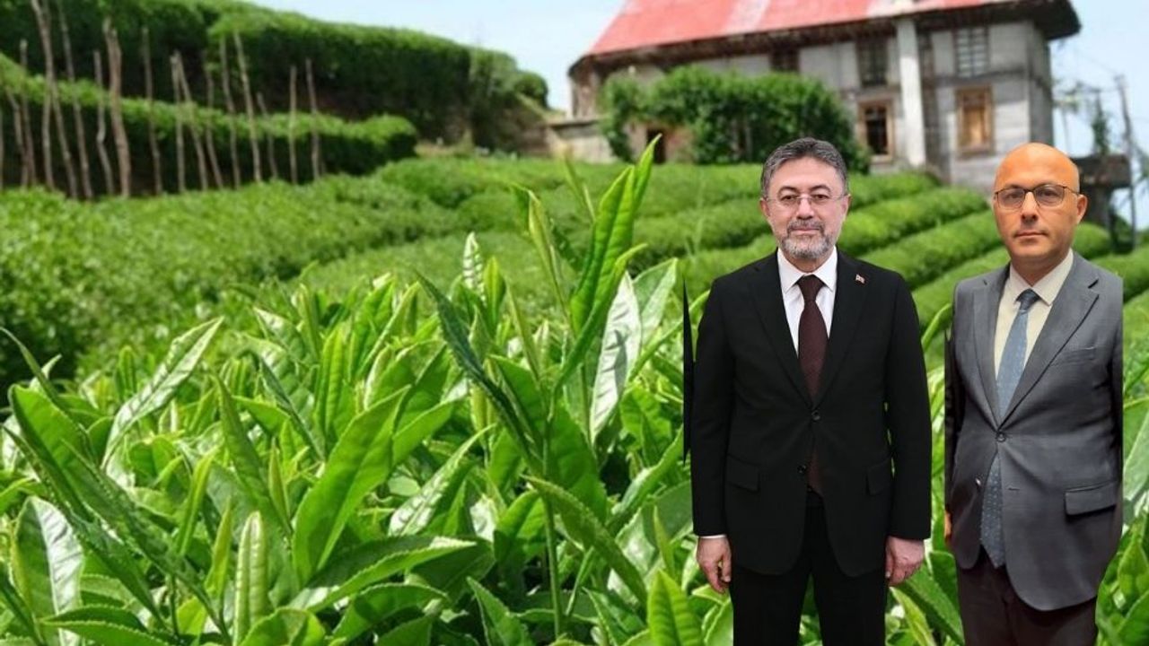 Bakan Yumaklı, BHA'ya konuştu; Çay hasadı.... görseli