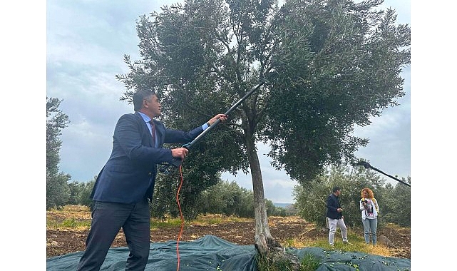 Aliağa, 4. Zeytin Hasat Şenliği’nde Buluşuyor görseli