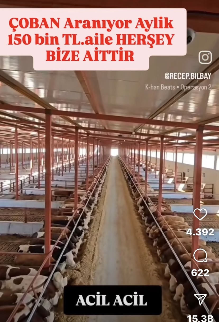 Acil Çoban Aranıyor! Aylık 150 Bin TL görseli
