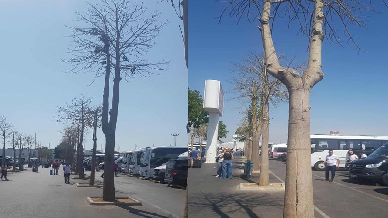 Antalya Havalimanı’nda kuruyan ağaçlar tepki çekti görseli