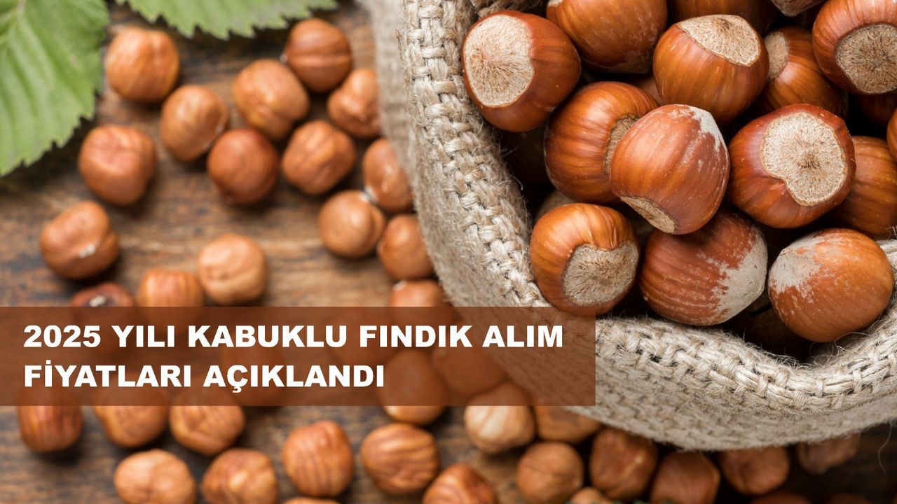 Fındık Taban Fiyatı Açıklandı; Fiyat 195 Lira... görseli