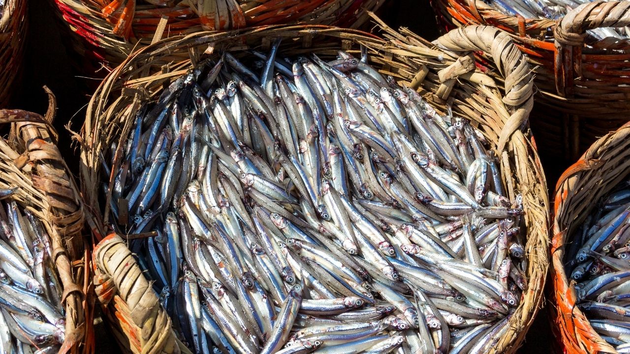 Karadeniz’de hamsi bereketi devam ediyor görseli