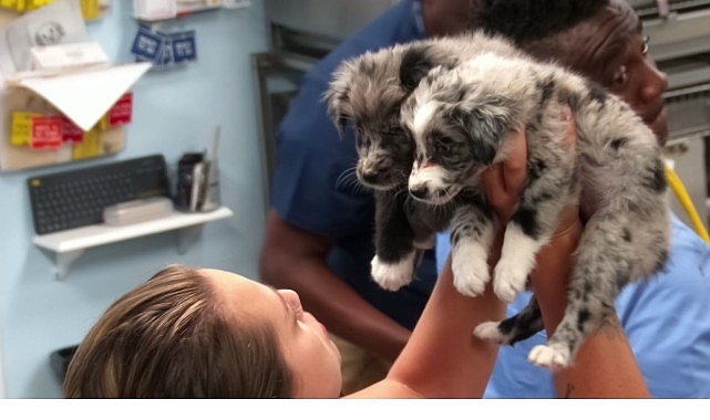 ‘Veteriner Dostlar: Köpekler Özel’, 18 Ekim Cumartesi 20.00’de National Geographic WILD Ekranlarında! görseli