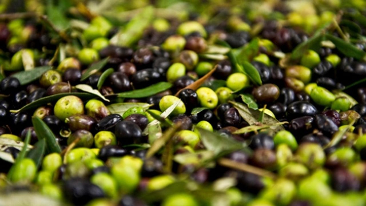 Artvin’de, 2025-2026 zeytin sezonu fiyatları açıklandı görseli