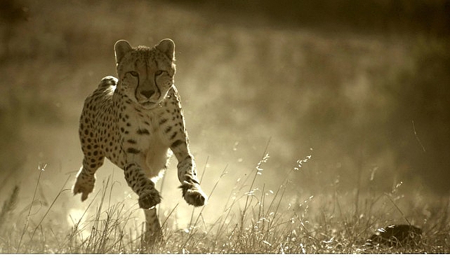 ‘Büyük Kediler Dünyası’, 1 Şubat Pazar 20.00’de National Geographic WILD Ekranlarında! görseli