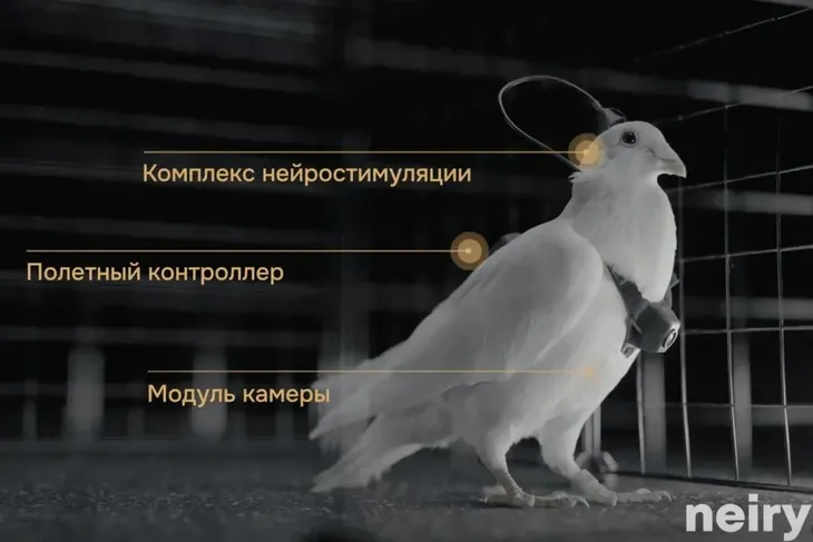 Güvercinlere Nöral Çip: Rus Şirketten Dikkat Çeken Proje görseli