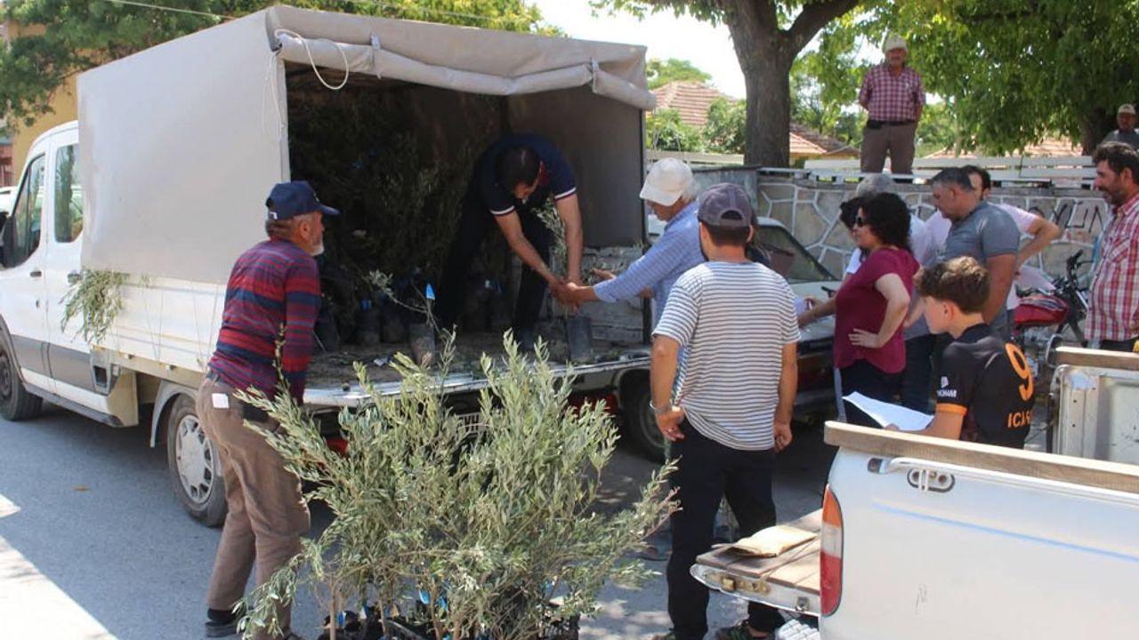 Antalya Büyükşehir Belediyesi'nden 19 ilçeye 40 bin zeytin fidanı desteği görseli