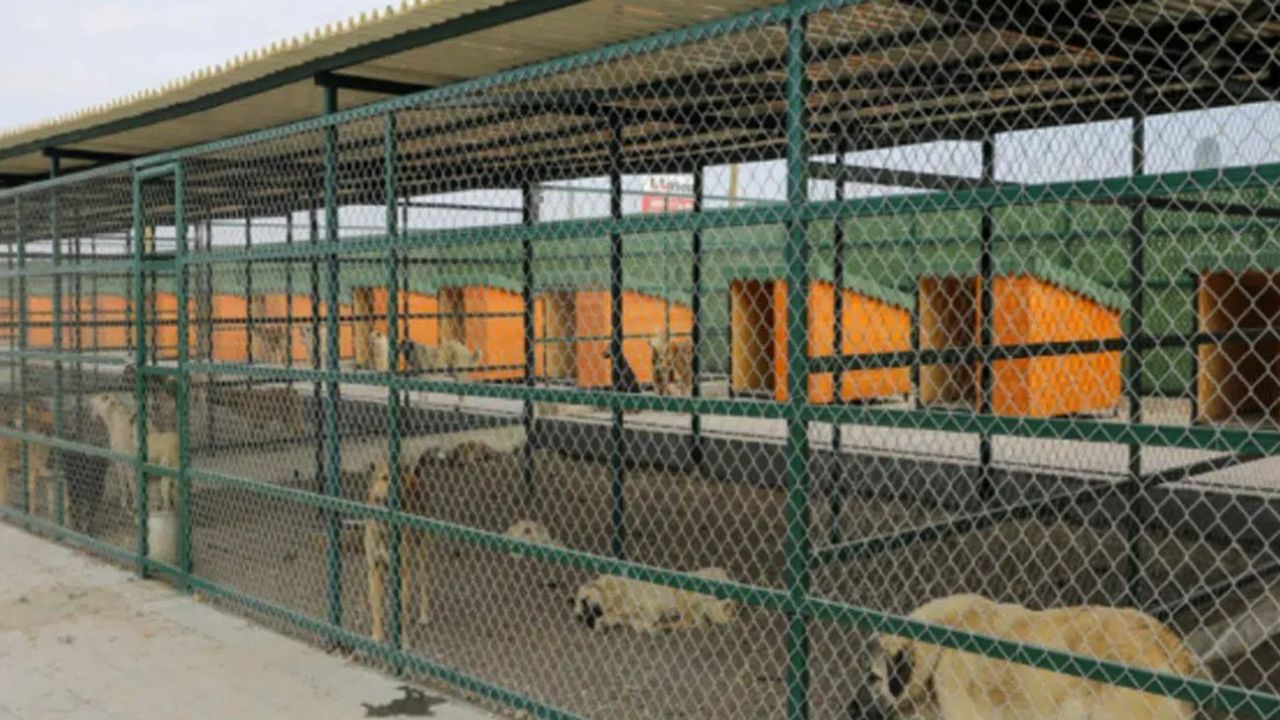 En modern hayvan barınağı Isparta’da görseli