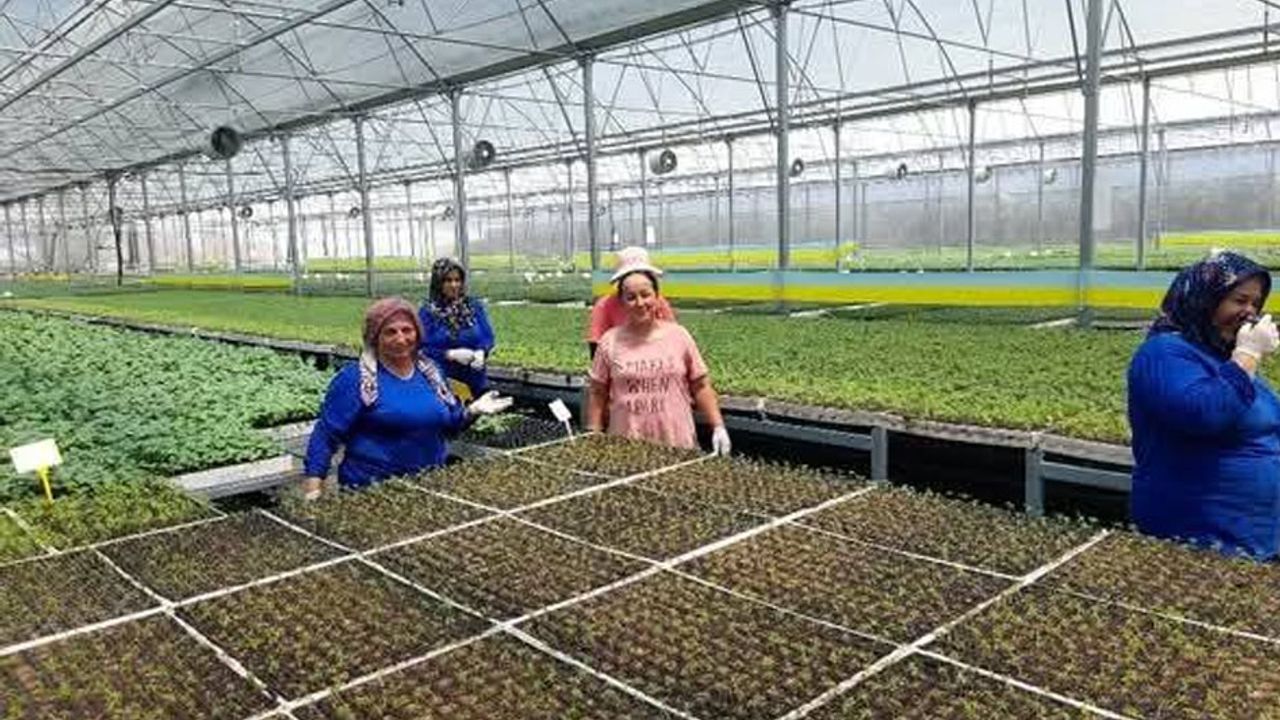 Kumluca’da yaz sıcakları altında fide üretimi: İşçiler zorlu koşullarda çalışıyor görseli