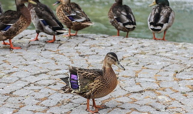 Yaralı Yavru Ördek Kuğulu Park Ailesine Katıldı görseli
