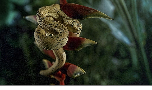 ‘Karanlık Çökünce Özel’, 4 Ocak Pazar 20.00’de National Geographic WILD Ekranlarında! görseli