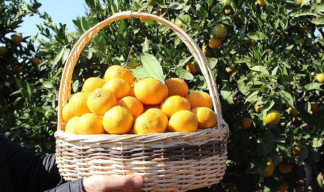 Satsuma mandalinanın ihracat yolculuğu 17 Ekim’de başlıyor görseli