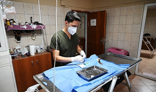 Kemer Belediyesi “Can dostlarına” sahip çıkıyor görseli