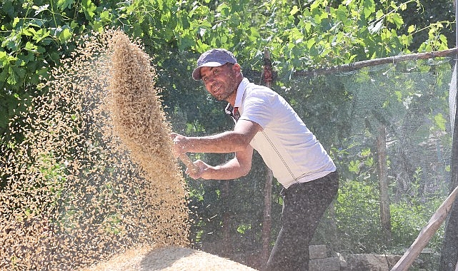 Korkuteli Yeşiloba Yaylası’nda buğday hasadı başladı görseli
