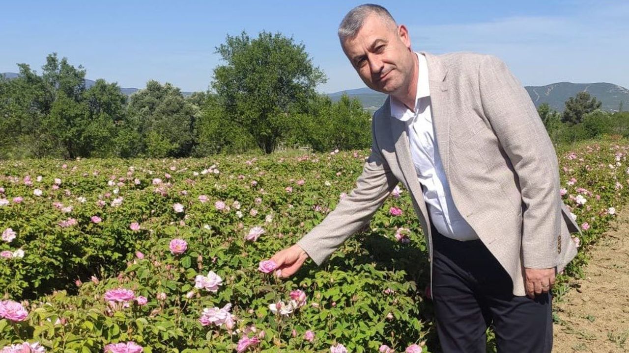 Gül üreticisinin meraklı bekleyişi sona erdi görseli