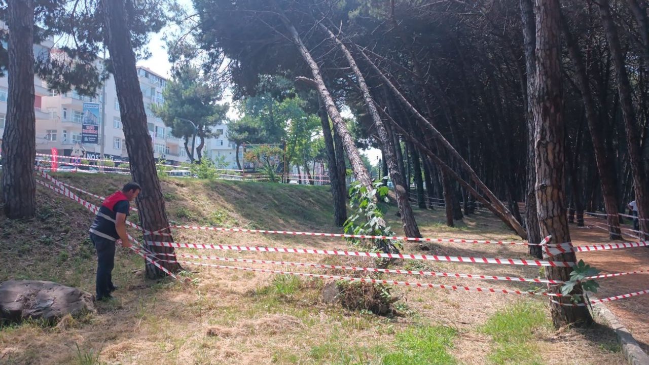 Can ve mal güvenliğini tehdit eden ağaçlara müdahale edilecek görseli