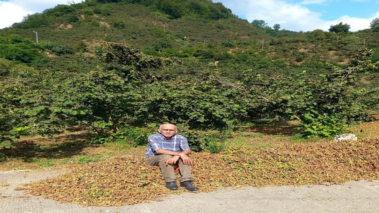Giresun Ziraat Odası Başkanı Karan: Fındıkta rekolte düşük, fiyat 300 TL’yi görebilir görseli