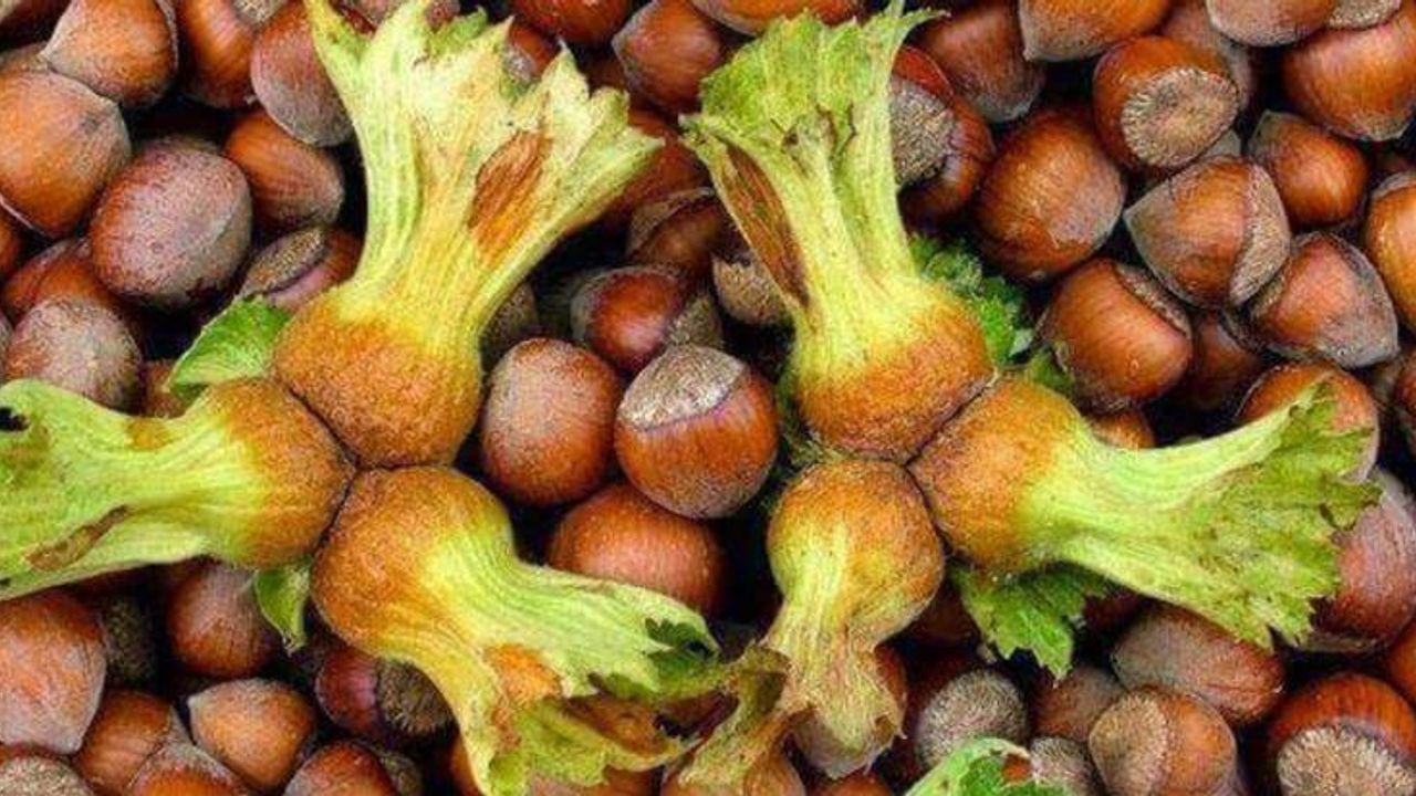 Fındık fiyatı artmaya devam ediyor görseli
